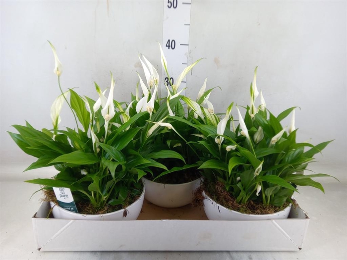 <h4>Spathiphyllum 'Pearl Cupido'</h4>