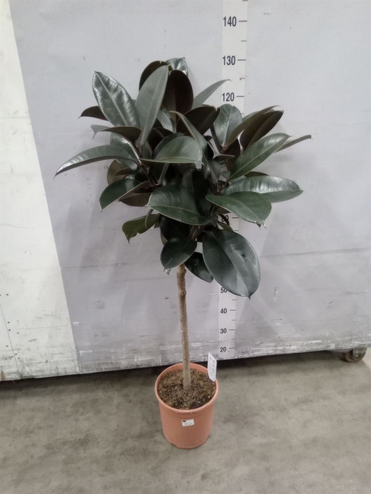 <h4>Ficus   ...</h4>