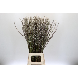 SALIX CA SNOW FLAKE