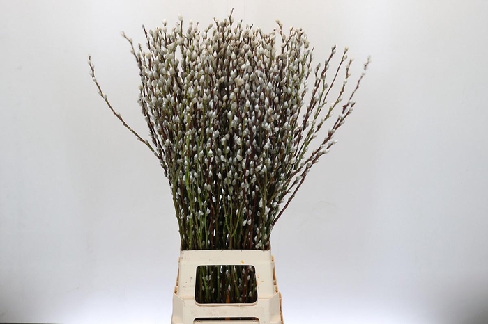 <h4>SALIX CA SNOW FLAKE</h4>