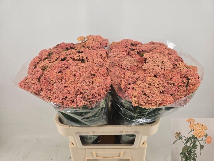 <h4>ACHILLEA MILLEF. 'MOLLY'</h4>