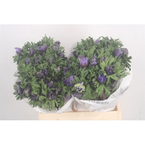 Anemone Mistral Blue
