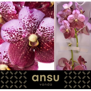 Vanda Divana Pink Mahogany X16