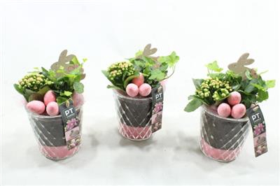 <h4>6183 ROZE RUITGLAS</h4>