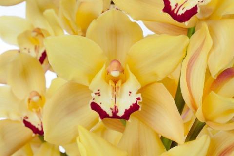 <h4>MILOU 60cm x 10</h4>