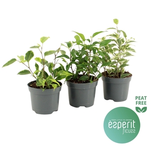 Ficus benjamina Royal Mix 2-3 srt.