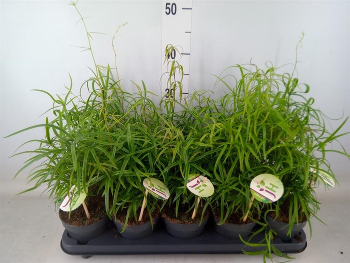 <h4>Asparagus falcatus</h4>