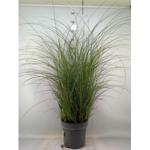 Miscanthus sin. 'Gracillimus'