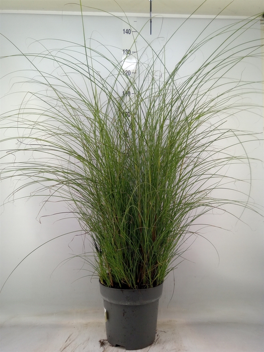 <h4>Miscanthus sin. 'Gracillimus'</h4>