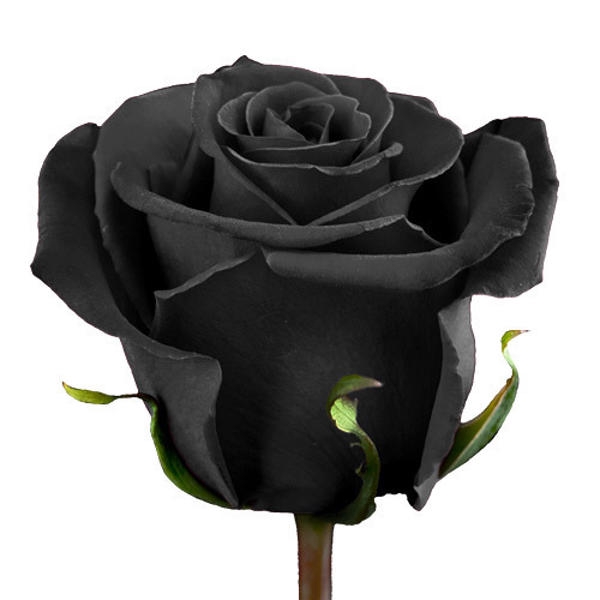 <h4>R GR TINTED BLACK</h4>