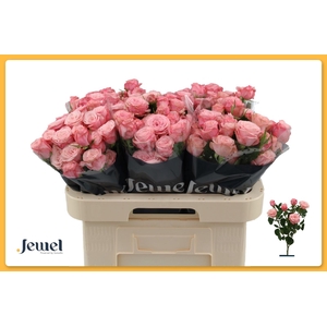 Rosa TR 'Birds Nest'