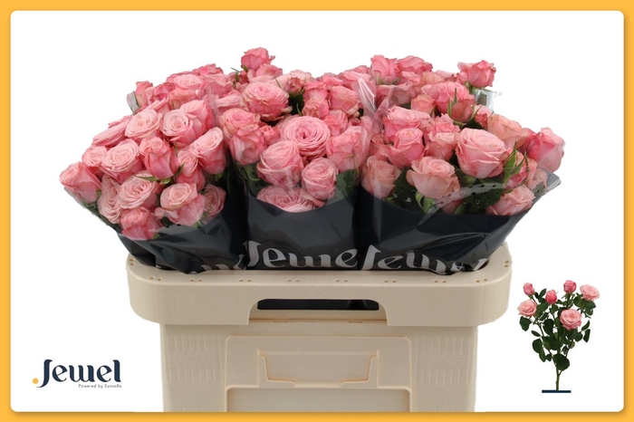 <h4>Rosa TR 'Birds Nest'</h4>