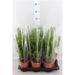 <h4>Euphorbia trigona</h4>