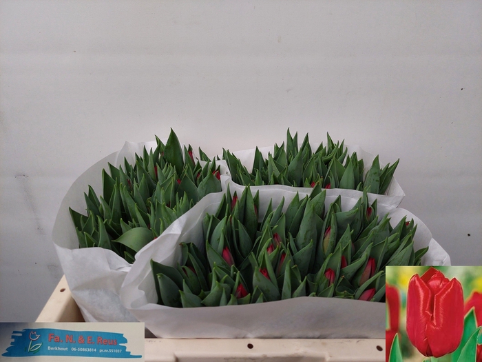 <h4>TU EN SEADOV</h4>