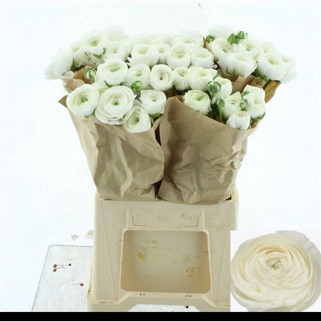 <h4>RAN SU FIRENZE</h4>