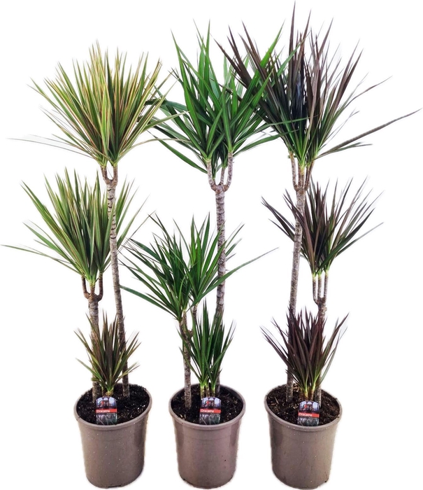 <h4>Dracaena marginata mix</h4>