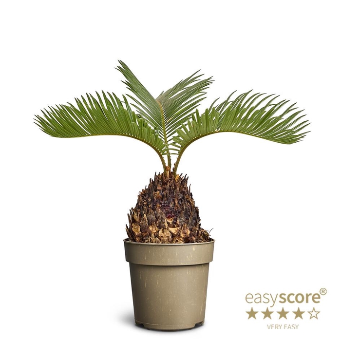 <h4>CYCAS REVOLUTA p11</h4>