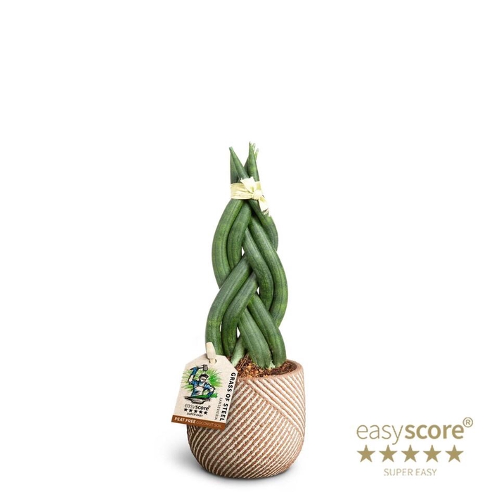 <h4>SANSEVIERIA CYLINDRICA</h4>
