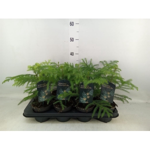 Araucaria heterophylla