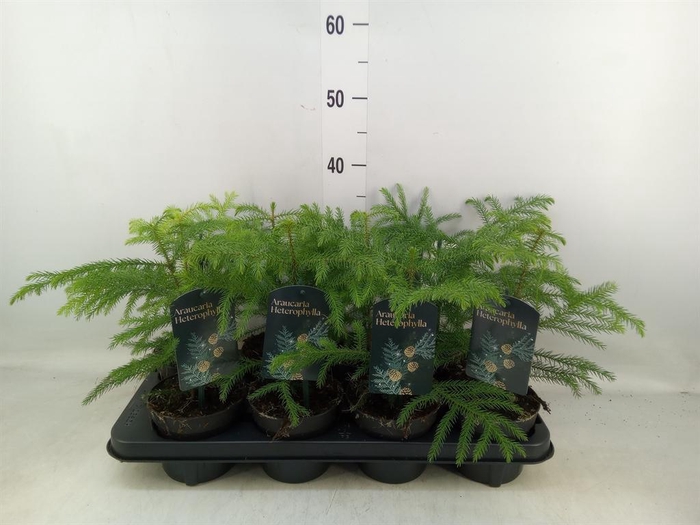 <h4>Araucaria heterophylla</h4>