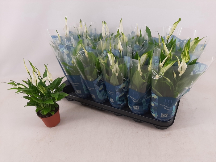 <h4>SPATH CHOPIN</h4>