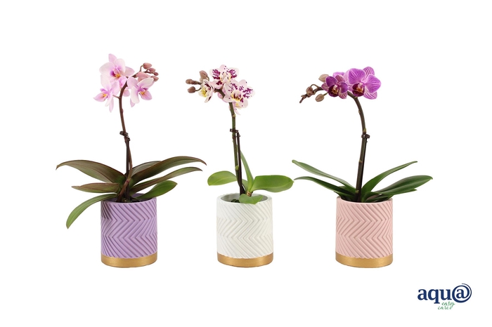 <h4>Groovy Pastel Mix Tiny Dolls Mix 1T7+ Aqu@</h4>