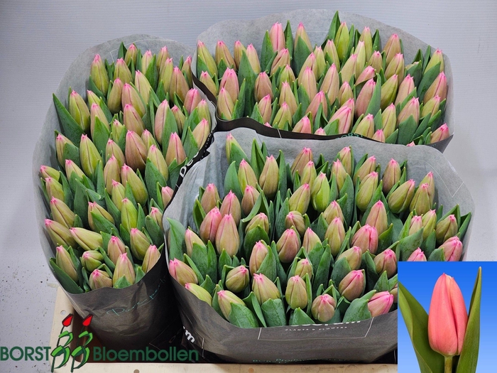 <h4>TU EN MILKSHAKE</h4>