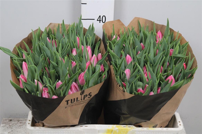 <h4>Tu En Bolroyal Pink</h4>