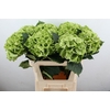 Hydrangea mag emerald classic