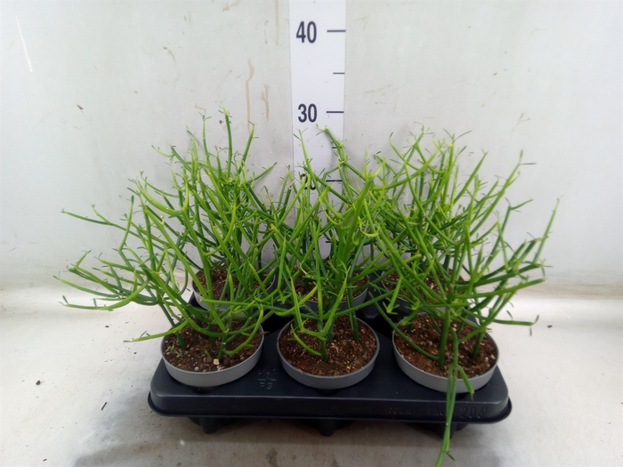<h4>Euphorbia tirucalli</h4>