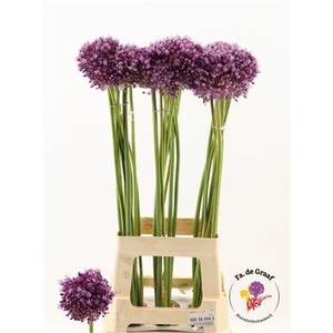 ALLIUM JASMINE