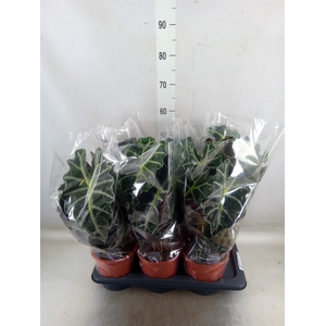 Alocasia amazonica 'Polly'