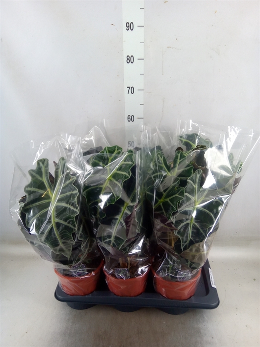 <h4>Alocasia amazonica 'Polly'</h4>