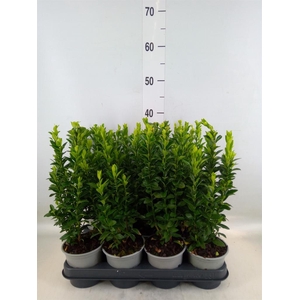 Euonymus japon. 'Green Spire'