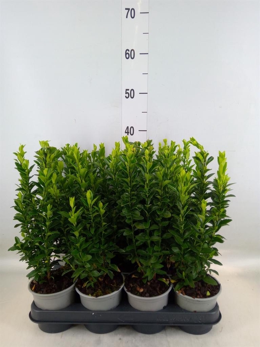 <h4>Euonymus japon. 'Green Spire'</h4>