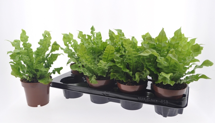 <h4>ASPLE NI CRISPY WAVE</h4>