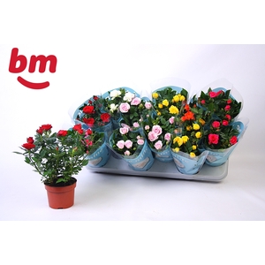 RO B MONDE GEM 7 SRT