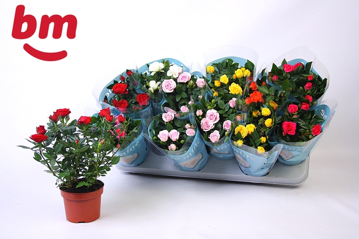 <h4>RO B MONDE GEM 7 SRT</h4>