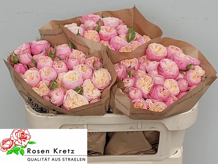 <h4>R TR ROYAL BLUSH</h4>