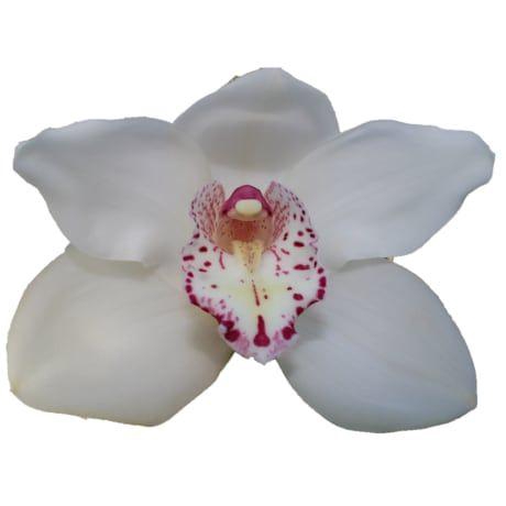 <h4>CYMB T SNOWBIRD</h4>