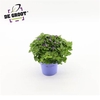 Exacum Blue Star
