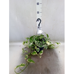 Epipremnum pinn. 'NJoy'