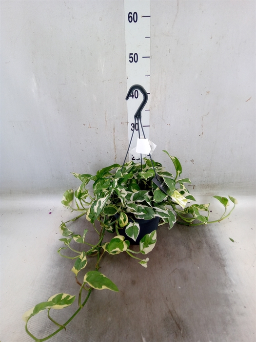 <h4>Epipremnum pinn. 'NJoy'</h4>