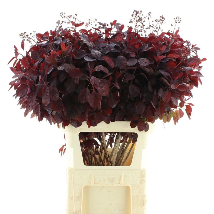 <h4>Coti C Royal Purple</h4>