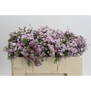 Chamelaucium Dancing Queen