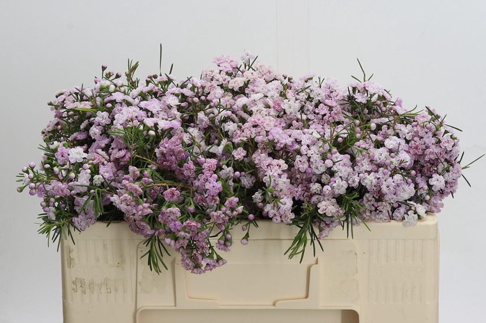 Chamelaucium Dancing Queen