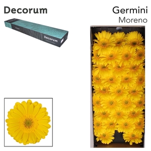 GE MI MORENO Doos x60