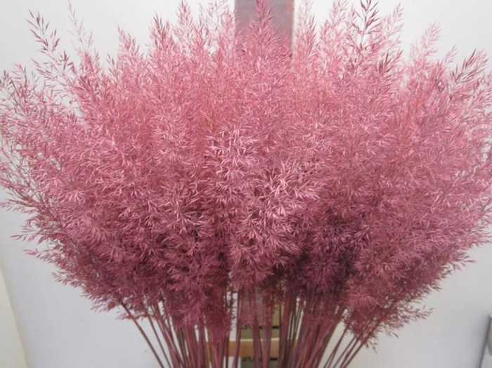 <h4>Calamagrostis Brachy Rose</h4>