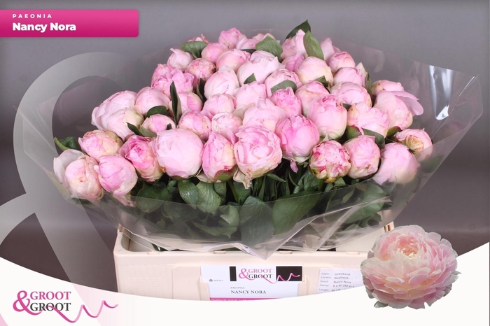 <h4>PAEO L NANCY NORA</h4>