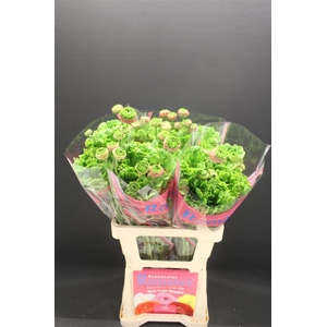 Ran Rom Crown Sisteron